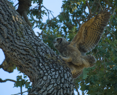 Bubo virginianus