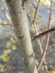 Salix