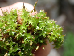 Encalypta rhaptocarpa