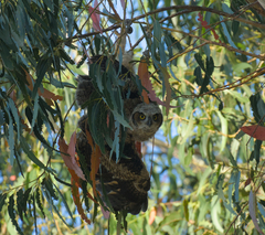 Bubo virginianus