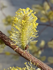 Salix