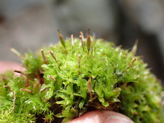 Encalypta rhaptocarpa