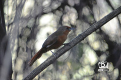 Phacellodomus ferrugineigula