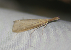 Donacaula maximellus