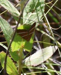 Argyrostrotis quadrifilaris