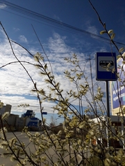 Salix