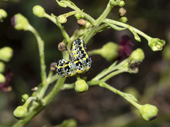 Cucullia canariensis