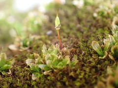 Encalypta rhaptocarpa