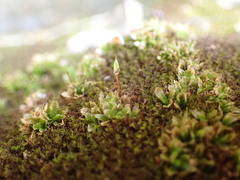 Encalypta rhaptocarpa