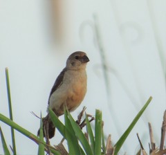 Copper Seedeater photo 1