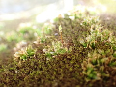 Encalypta rhaptocarpa