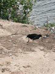 Gallinula chloropus