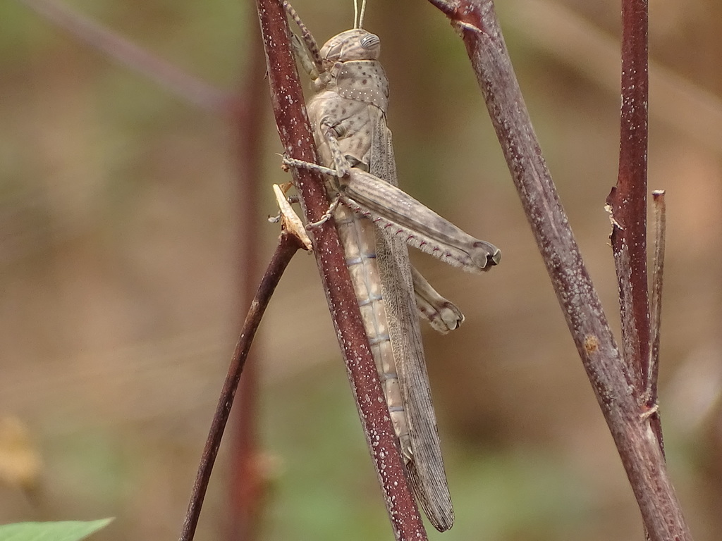 Orthacanthacris