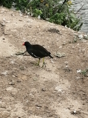 Gallinula chloropus