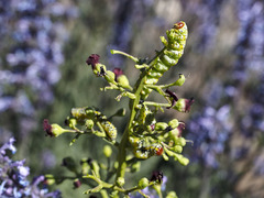 Cucullia canariensis