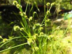 Juncus polycephalus