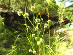Juncus polycephalus