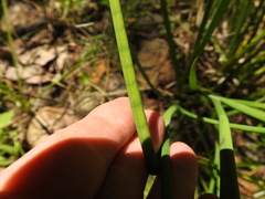 Juncus polycephalus