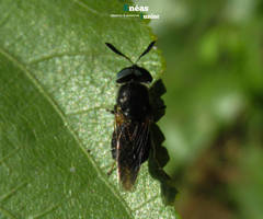 Hoplitimyia subalba