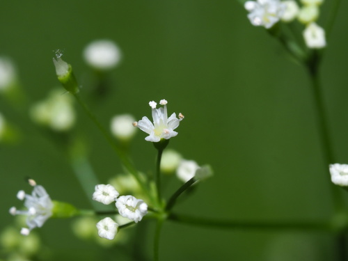 Canadian honewort (Cryptotaenia canadensis)