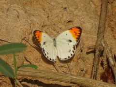 Colotis antevippe