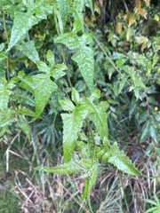 Senecio scandens incisus