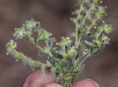 Cryptantha recurvata