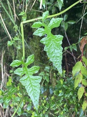 Senecio scandens incisus