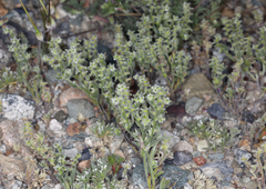 Cryptantha recurvata