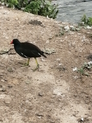 Gallinula chloropus