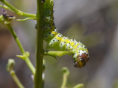 Cucullia canariensis