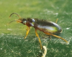 Mycetochara