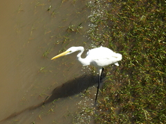 Ardea alba