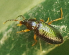Mycetochara