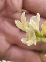 Astragalus beckwithii