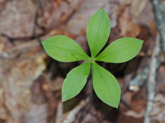 Isotria verticillata