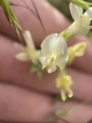 Astragalus beckwithii