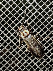 Podabrus basillaris