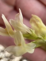 Astragalus beckwithii