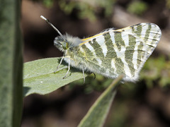 Euchloe eversi