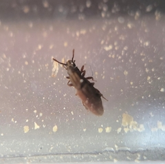 Oryzaephilus mercator