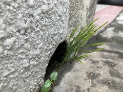 Psilotum nudum