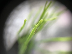 Psilotum nudum