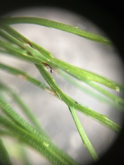 Psilotum nudum