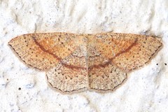Cyclophora quercimontaria