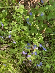 Veronica chamaedrys
