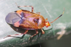 Deraeocoris olivaceus