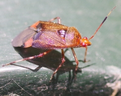 Deraeocoris olivaceus