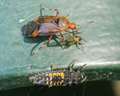 Deraeocoris olivaceus