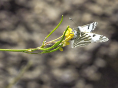 Euchloe eversi